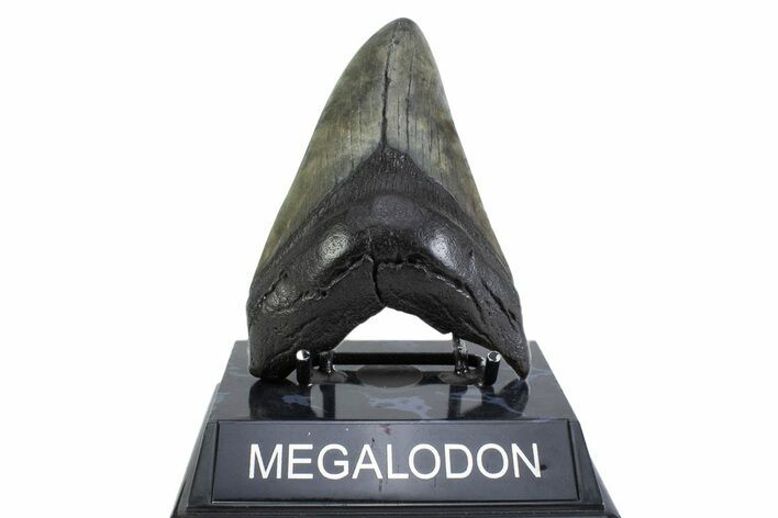 Fossil Megalodon Tooth - South Carolina #371777